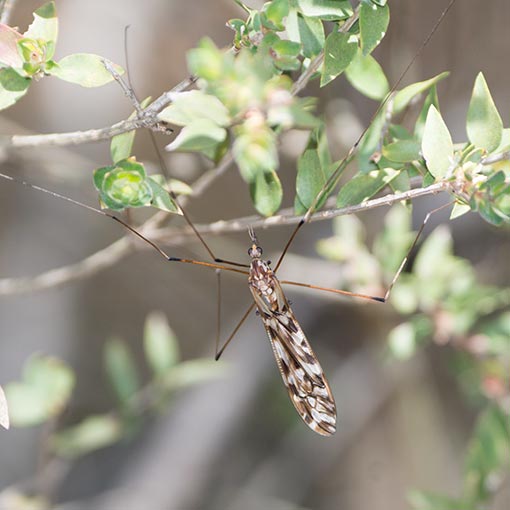 Ischnotoma eburnea, Crane Fly, Tipulidae, Tasmania