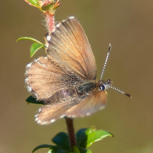 Neolucia hobartensis, Mountain Blue, butterfly, Tasmania