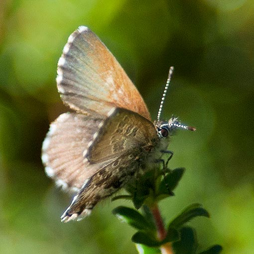 Neolucia hobartensis, Mountain Blue, butterfly, Tasmania