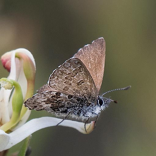 Neolucia hobartensis, Mountain Blue, butterfly, Tasmania