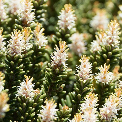 Orites revoluta, Revolute Orites, Tasmania