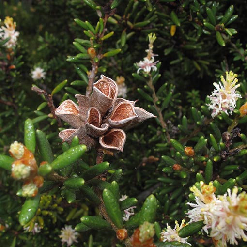 Orites revoluta, Revolute Orites, Tasmania