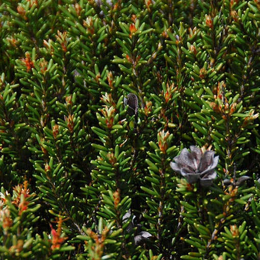 Orites revoluta, Revolute Orites, Tasmania