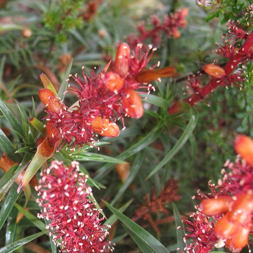 Richea scoparia, scoparia, Tasmania