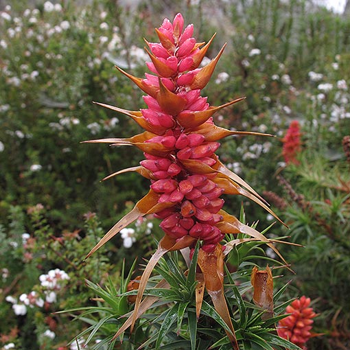 Richea scoparia, scoparia, Tasmania