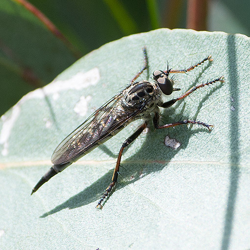 Cerdistus-Neoitamus complex, Robber Fly, Asilidae, Tasmania