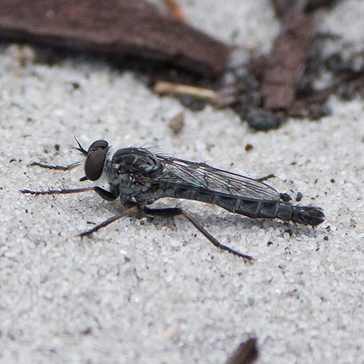 Cerdistus-Neoitamus complex, Robber Fly, Asilidae, Tasmania