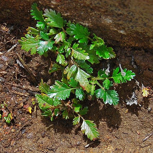 Rubus gunnianus, alpine raspberry, Tasmania