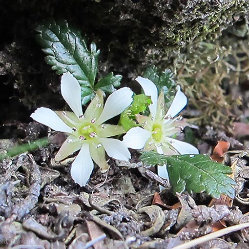 Rubus gunnianus, alpine raspberry, Tasmania