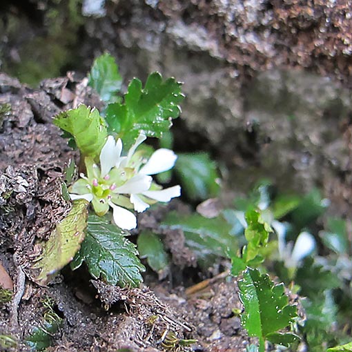 Rubus gunnianus, alpine raspberry, Tasmania