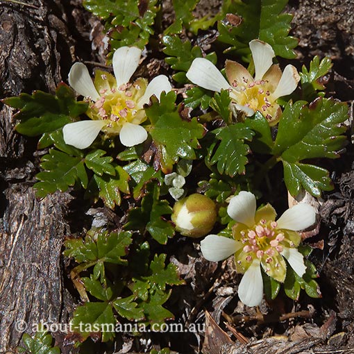 Rubus gunnianus, alpine raspberry, Tasmania