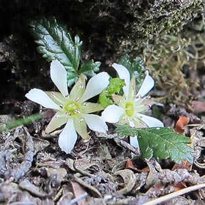 Rubus gunnianus