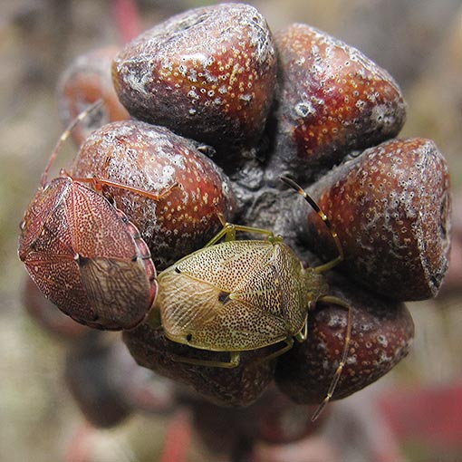 shield_bug_amphaces Amphaces, Shield Bug, Acanthosomatidae, Tasmania