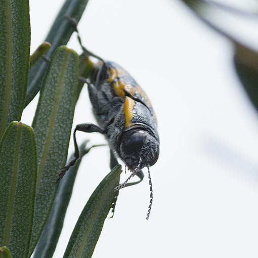 Cyrioides imperialis, Buprestidae, Tasmania