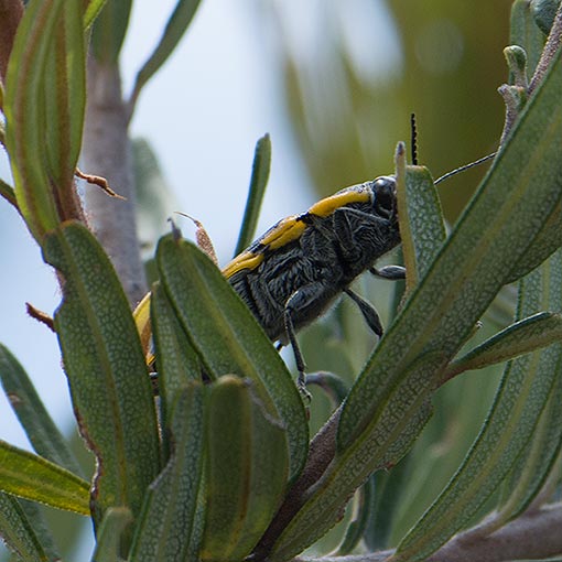 Cyrioides imperialis, Buprestidae, Tasmania