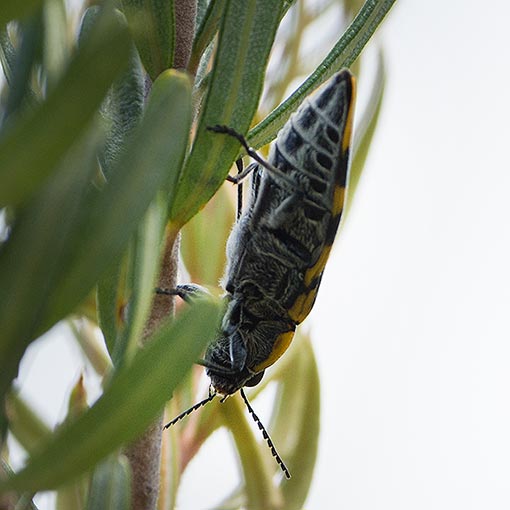 Cyrioides imperialis, Buprestidae, Tasmania