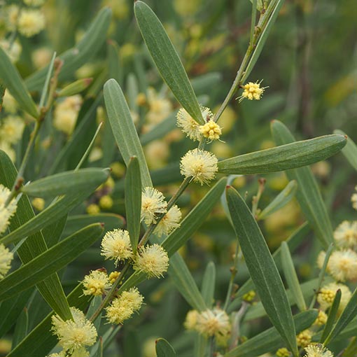 Acacia stricta, hop wattle, Tasmania