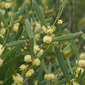 Acacia stricta