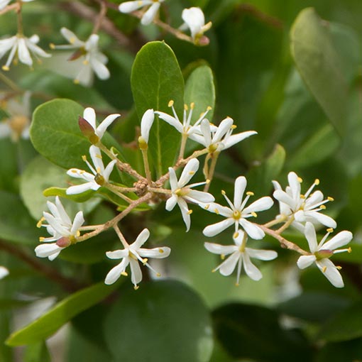 Bursaria spinosa, prickly box, Tasmania