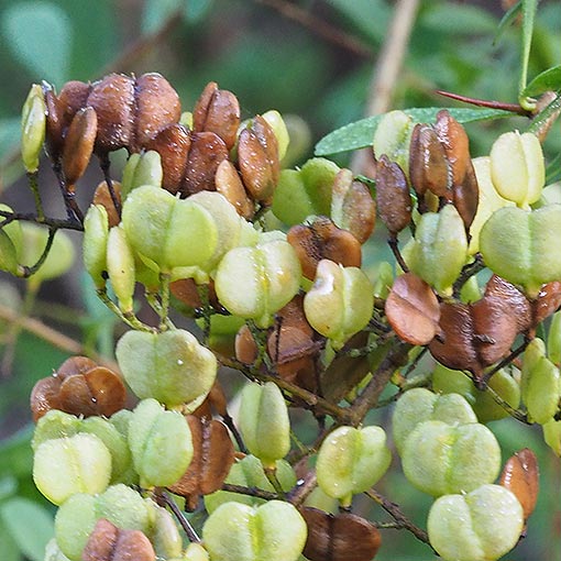 Bursaria spinosa, prickly box, Tasmania