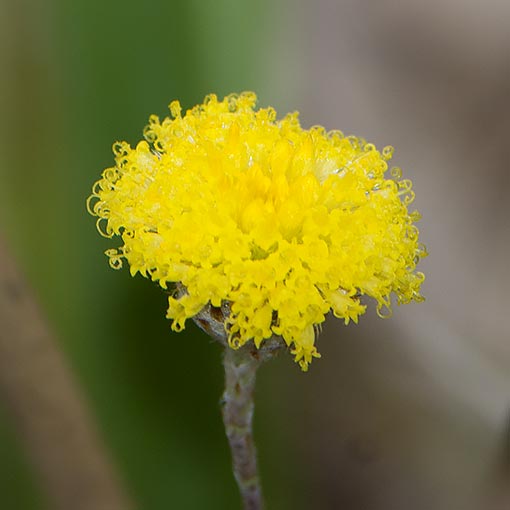 Craspedia glauca, common billybuttons, Tasmania