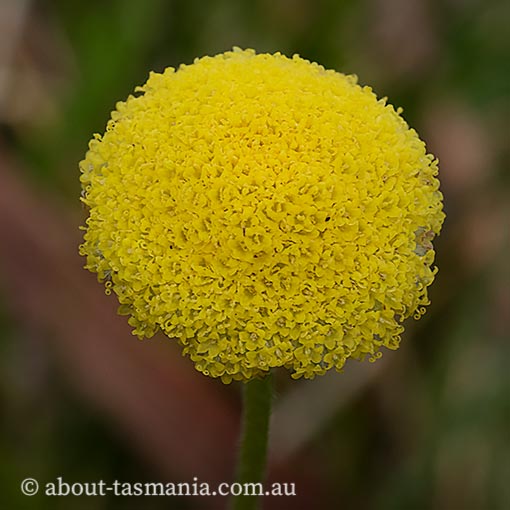 Craspedia glauca, common billybuttons, Tasmania