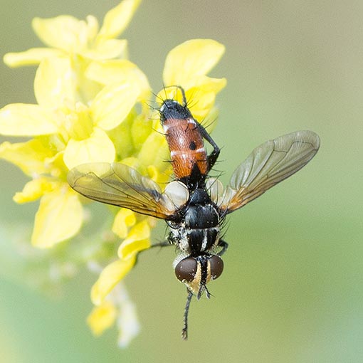 Cylindromyia tricolor,<br />
Tachinidae, Tasmania