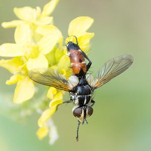 Cylindromyia tricolor