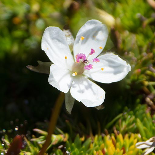 Drosera murfetii, alpine sundew, Tasmania