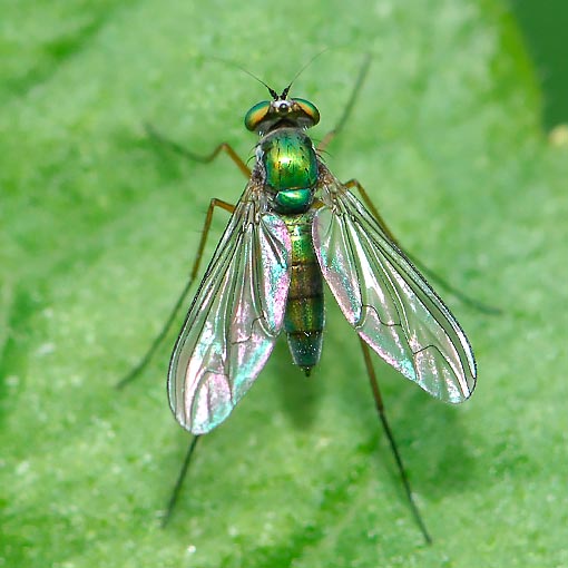 Heteropsilopus cingulipes, green long-legged fly, Dolichopodidae, Tasmania