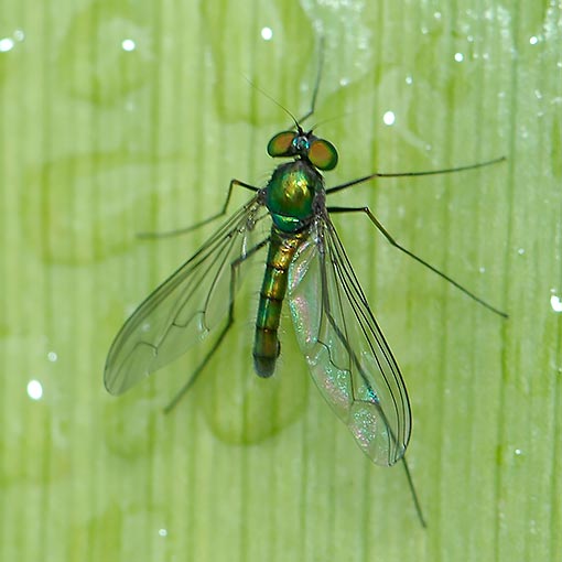 Heteropsilopus cingulipes, green long-legged fly, Dolichopodidae, Tasmania