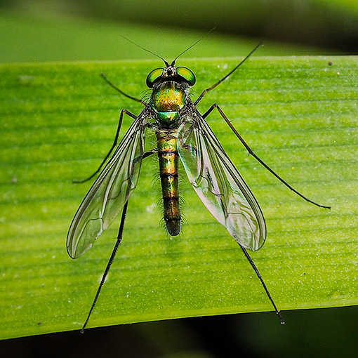 Heteropsilopus cingulipes, green long-legged fly, Dolichopodidae, Tasmania