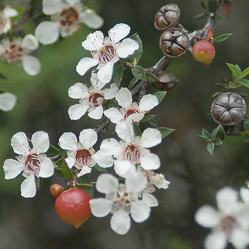 Leptospermum scoparium, common tea-tree, Tasmania