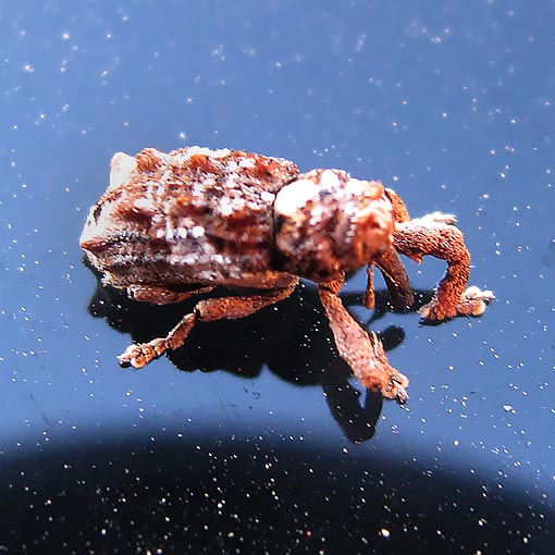Orthorhinus klugi, curculionidae, Tasmania