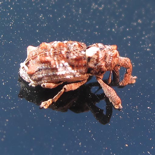 Orthorhinus klugi, curculionidae, Tasmania