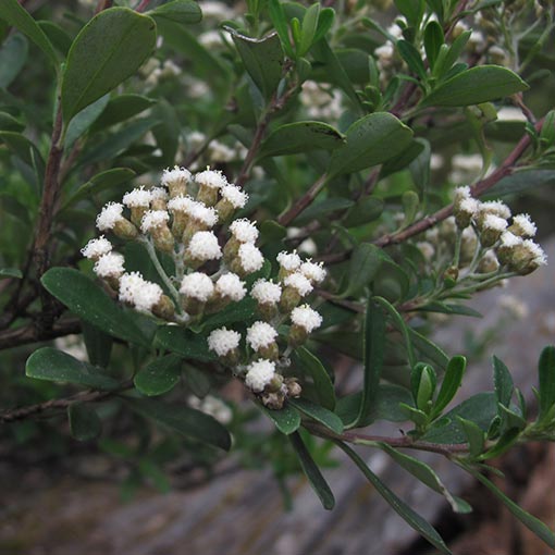 Ozothamnus antennaria, sticky everlasting, Tasmania
