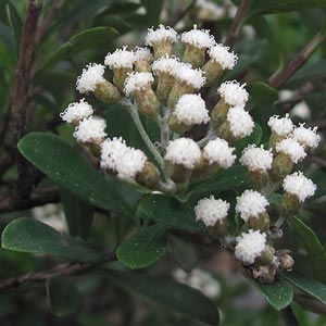 Ozothamnus antennaria