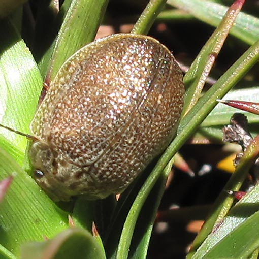 Paropsis porosa, Tasmania