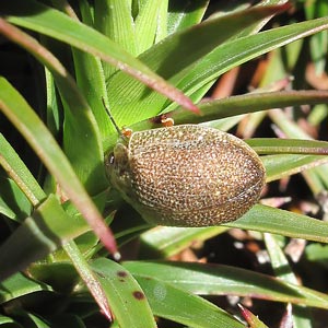 Paropsis porosa