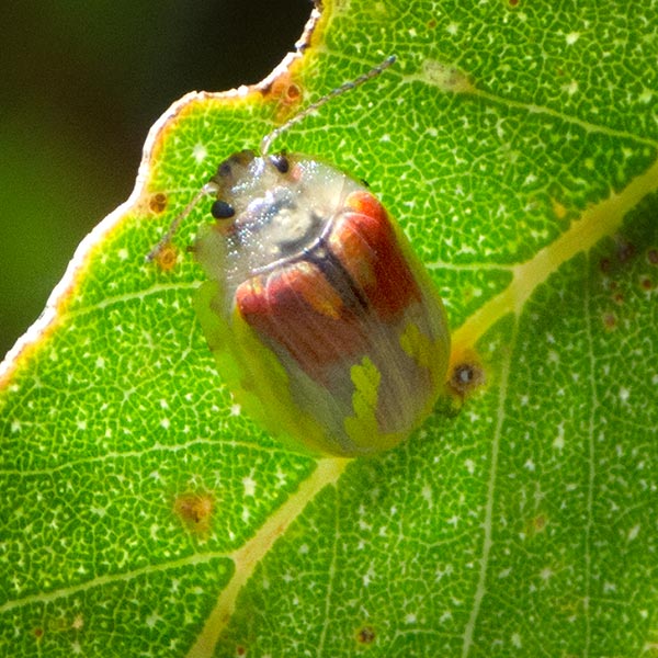 Paropsisterna selmani, Chrysomelidae, Tasmania
