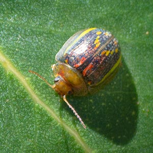 Paropsisterna selmani