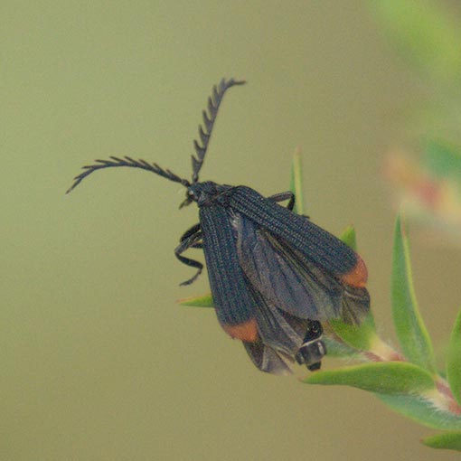 Porrostoma rufipennis, Lycidae, Tasmania