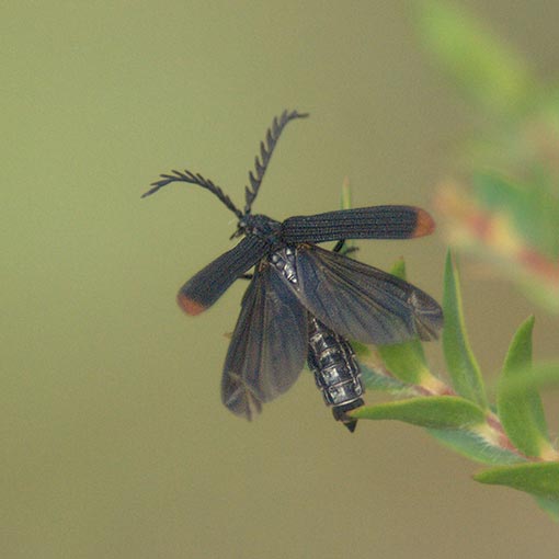 Porrostoma rufipennis, Lycidae, Tasmania