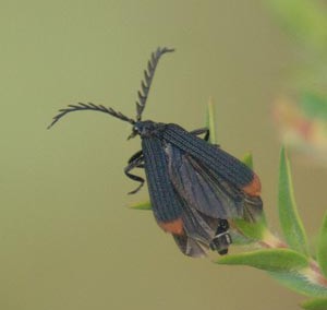 Porrostoma rufipennis