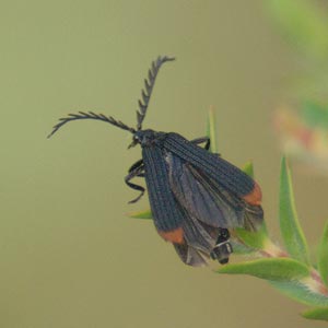 Porrostoma rufipennis