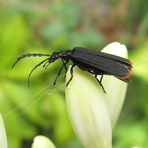 Pseudolycus haemorrhoidalis, Oedemeridae, Tasmania