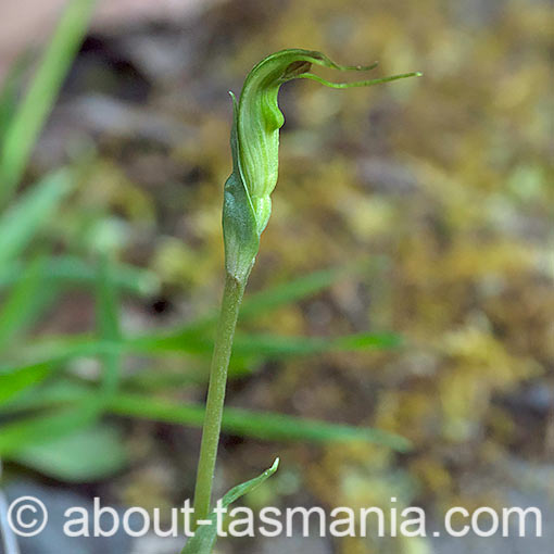 Pterostylis decurva, Summer Greenhood, Tasmania