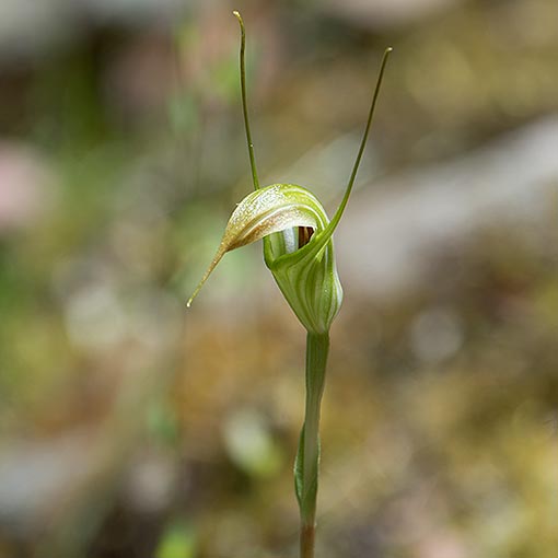 Pterostylis decurva, Summer Greenhood, Tasmania