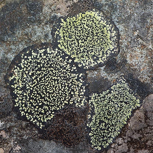 Rhizocarpon geographicum, lichen, Tasmania