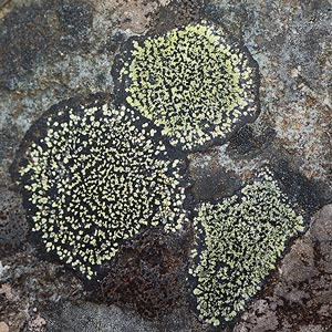 Rhizocarpon geographicum